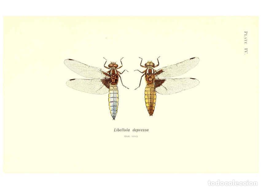 Colecionismo de Revistas e Jornais: Reproducci&oacute;n/Reproduction 6001786229: British dragonflies (Odonata) London,L.U. Gill,1900 - William