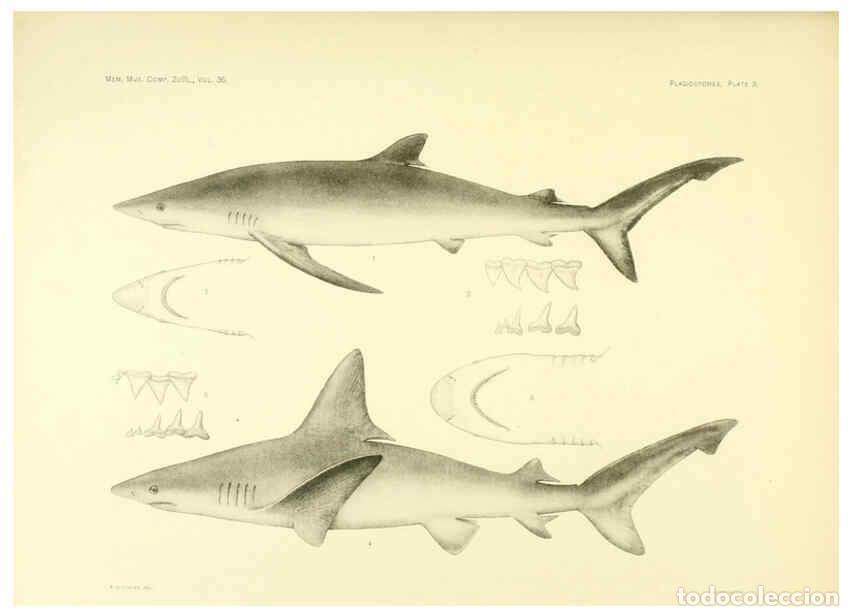 Coleccionismo de Revistas y Peri&oacute;dicos: Reproducci&oacute;n/Reproduction 6001801284: The Plagiostomia : Sharks, skates, and rays Cambridge, U.S.A.