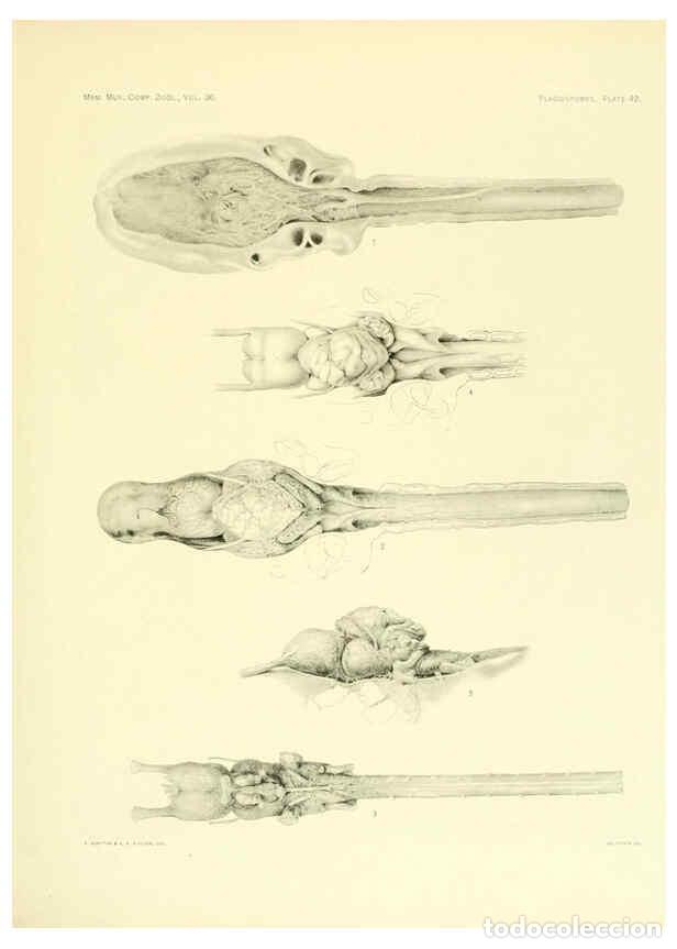 Coleccionismo de Revistas y Peri&oacute;dicos: Reproducci&oacute;n/Reproduction 6001273599: The Plagiostomia : Sharks, skates, and rays Cambridge, U.S.A.