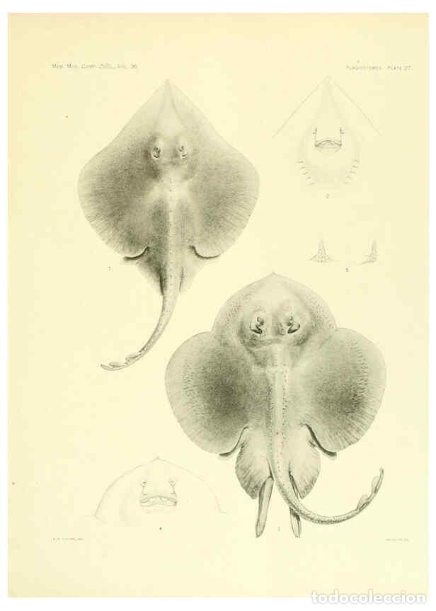 Coleccionismo de Revistas y Peri&oacute;dicos: Reproducci&oacute;n/Reproduction 6001271171: The Plagiostomia : Sharks, skates, and rays Cambridge, U.S.A.