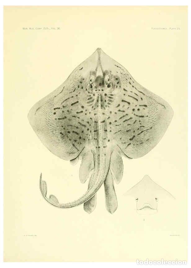 Coleccionismo de Revistas y Peri&oacute;dicos: Reproducci&oacute;n/Reproduction 6001270477: The Plagiostomia : Sharks, skates, and rays Cambridge, U.S.A.