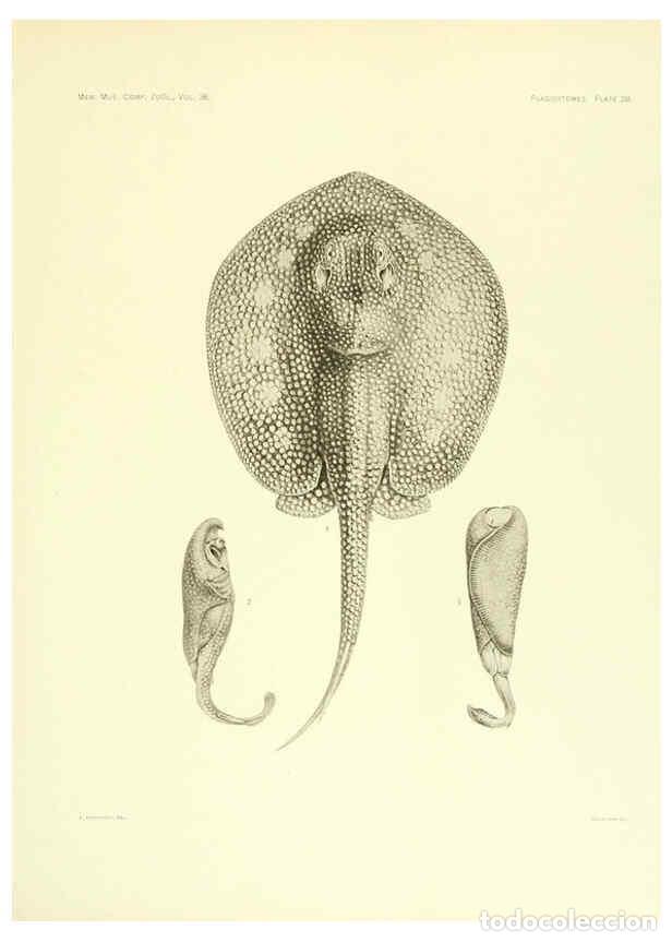 Coleccionismo de Revistas y Peri&oacute;dicos: Reproducci&oacute;n/Reproduction 6001819666: The Plagiostomia : Sharks, skates, and rays Cambridge, U.S.A.