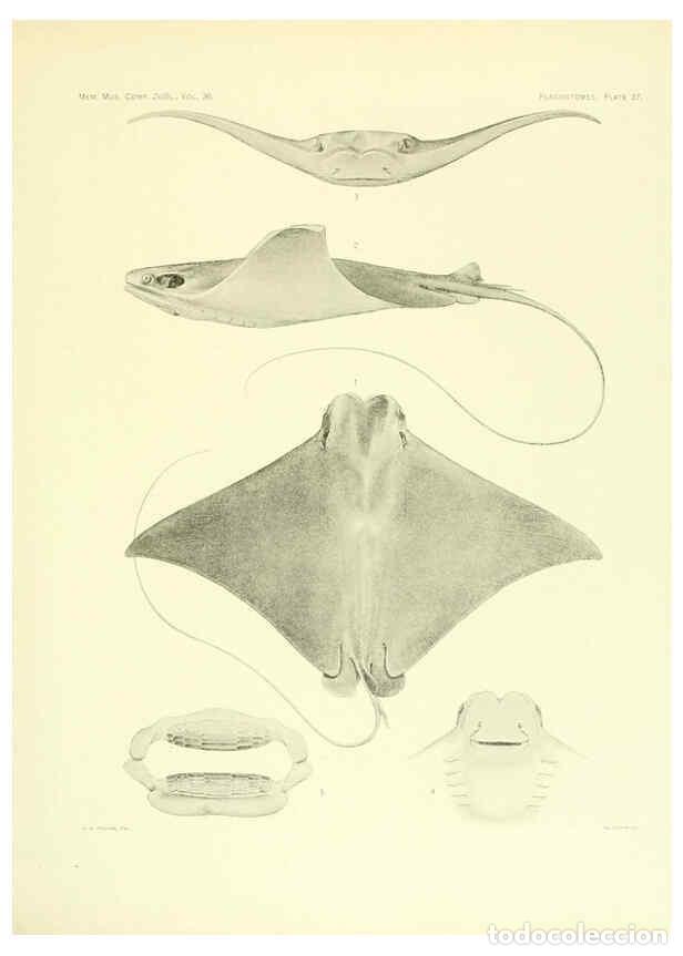 Coleccionismo de Revistas y Peri&oacute;dicos: Reproducci&oacute;n/Reproduction 6001821252: The Plagiostomia : Sharks, skates, and rays Cambridge, U.S.A.