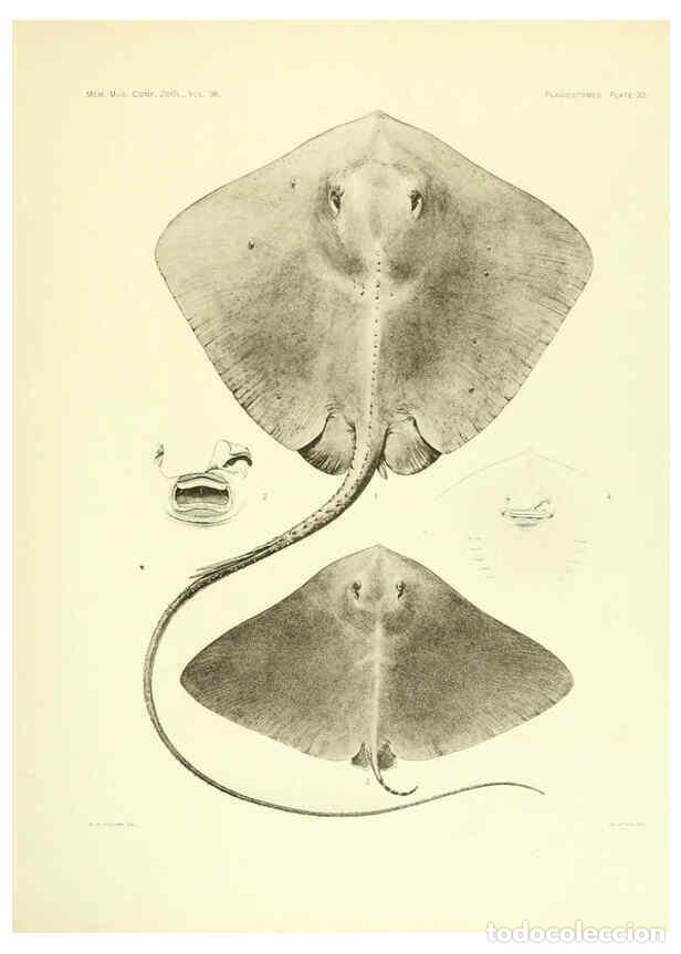 Coleccionismo de Revistas y Peri&oacute;dicos: Reproducci&oacute;n/Reproduction 6001820504: The Plagiostomia : Sharks, skates, and rays Cambridge, U.S.A.