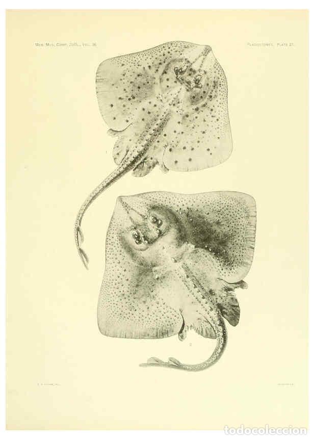 Coleccionismo de Revistas y Peri&oacute;dicos: Reproducci&oacute;n/Reproduction 6001255791: The Plagiostomia : Sharks, skates, and rays Cambridge, U.S.A.