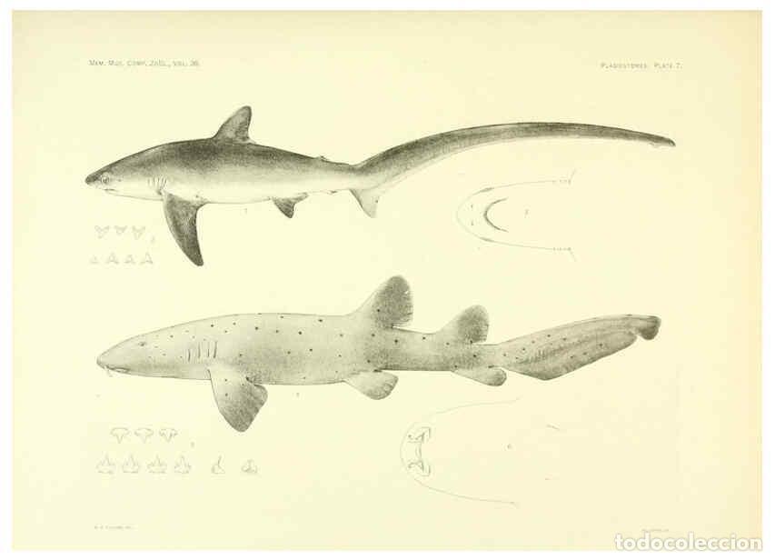 Coleccionismo de Revistas y Peri&oacute;dicos: Reproducci&oacute;n/Reproduction 6001253185: The Plagiostomia : Sharks, skates, and rays Cambridge, U.S.A.