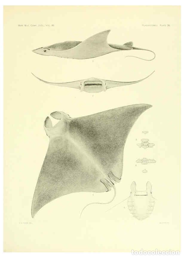 Coleccionismo de Revistas y Peri&oacute;dicos: Reproducci&oacute;n/Reproduction 6001273001: The Plagiostomia : Sharks, skates, and rays Cambridge, U.S.A.
