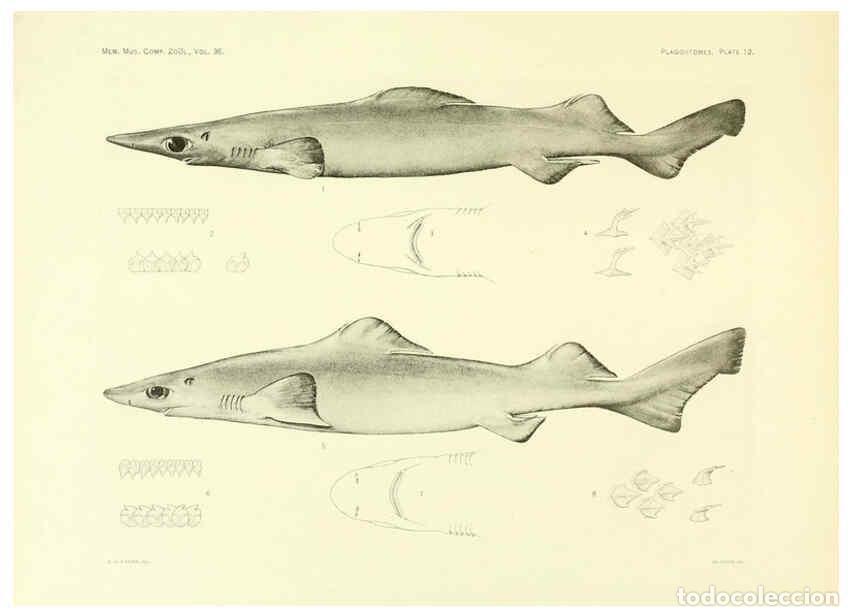 Coleccionismo de Revistas y Peri&oacute;dicos: Reproducci&oacute;n/Reproduction 6001802606: The Plagiostomia : Sharks, skates, and rays Cambridge, U.S.A.