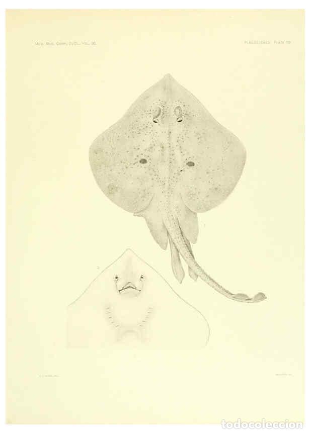 Coleccionismo de Revistas y Peri&oacute;dicos: Reproducci&oacute;n/Reproduction 6001804134: The Plagiostomia : Sharks, skates, and rays Cambridge, U.S.A.