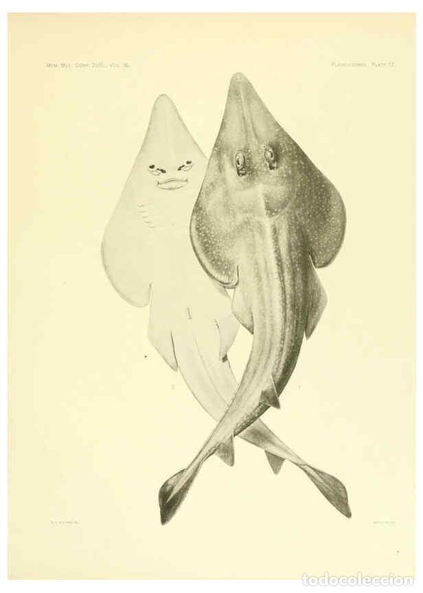 Coleccionismo de Revistas y Peri&oacute;dicos: Reproducci&oacute;n/Reproduction 6001803432: The Plagiostomia : Sharks, skates, and rays Cambridge, U.S.A.