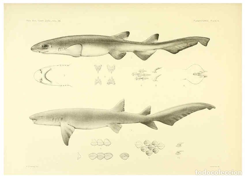 Coleccionismo de Revistas y Peri&oacute;dicos: Reproducci&oacute;n/Reproduction 6001253307: The Plagiostomia : Sharks, skates, and rays Cambridge, U.S.A.