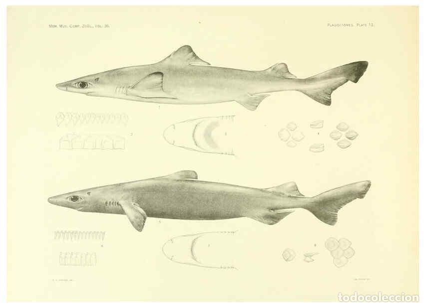 Coleccionismo de Revistas y Peri&oacute;dicos: Reproducci&oacute;n/Reproduction 6001802808: The Plagiostomia : Sharks, skates, and rays Cambridge, U.S.A.