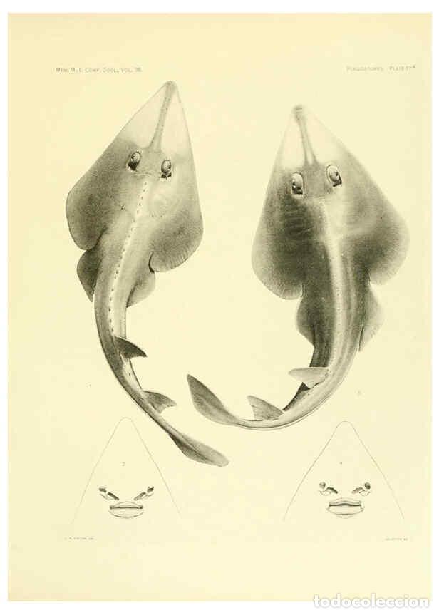 Coleccionismo de Revistas y Peri&oacute;dicos: Reproducci&oacute;n/Reproduction 6001803560: The Plagiostomia : Sharks, skates, and rays Cambridge, U.S.A.