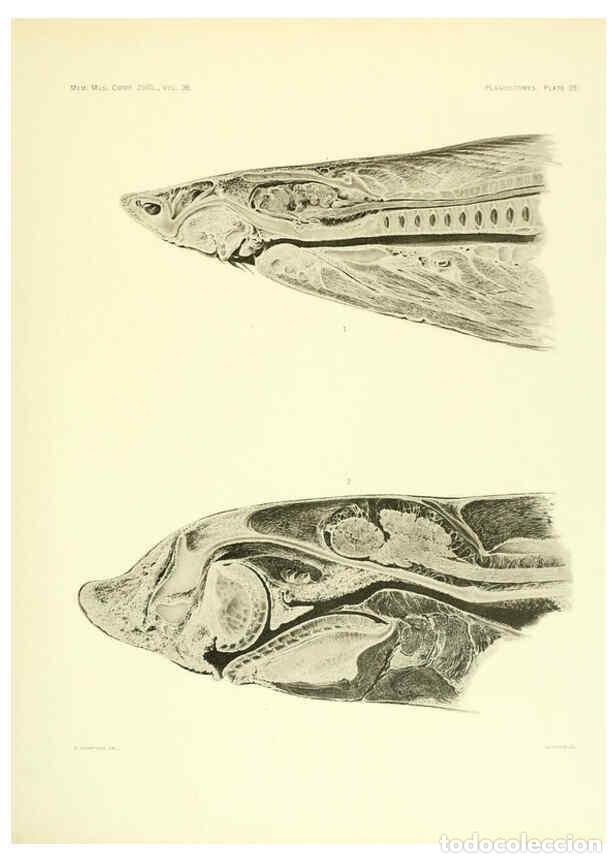 Coleccionismo de Revistas y Peri&oacute;dicos: Reproducci&oacute;n/Reproduction 6001821536: The Plagiostomia : Sharks, skates, and rays Cambridge, U.S.A.