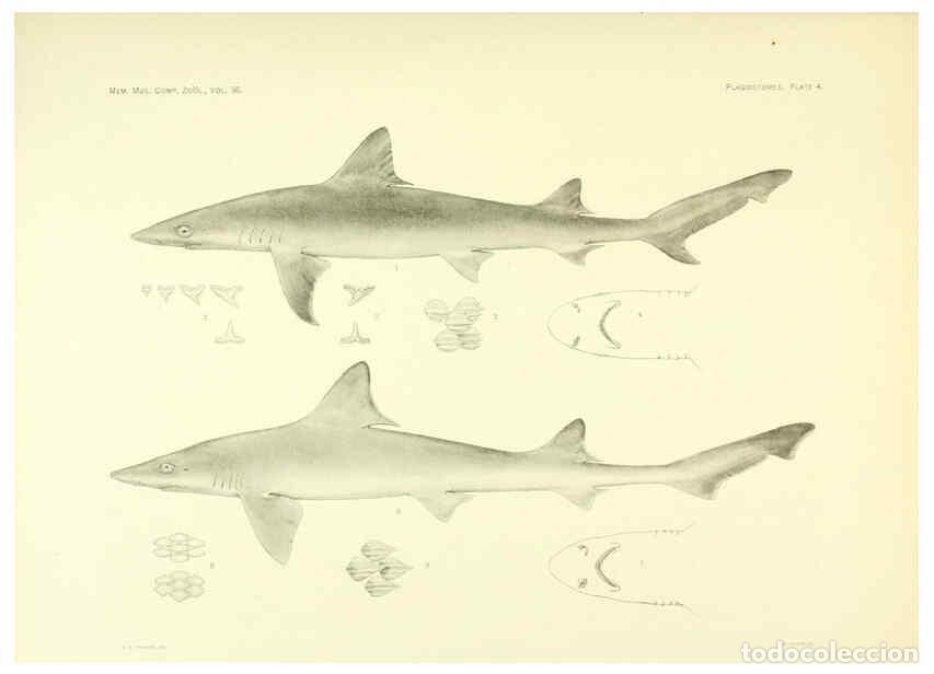 Coleccionismo de Revistas y Peri&oacute;dicos: Reproducci&oacute;n/Reproduction 6001252831: The Plagiostomia : Sharks, skates, and rays Cambridge, U.S.A.