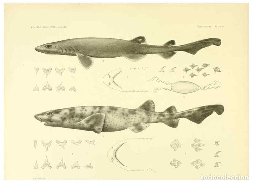 Coleccionismo de Revistas y Peri&oacute;dicos: Reproducci&oacute;n/Reproduction 6001802106: The Plagiostomia : Sharks, skates, and rays Cambridge, U.S.A.