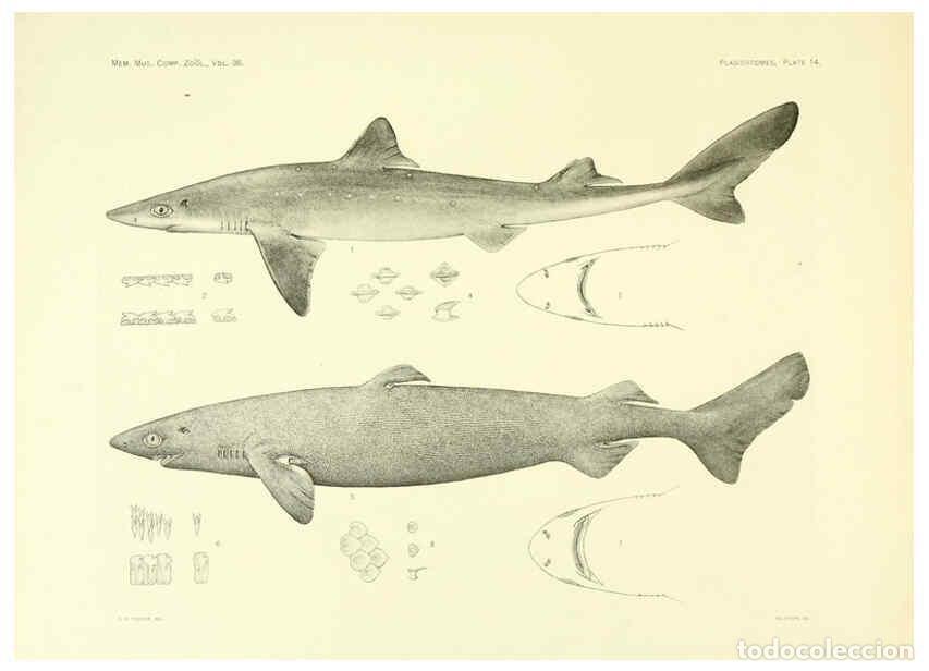 Coleccionismo de Revistas y Peri&oacute;dicos: Reproducci&oacute;n/Reproduction 6001254259: The Plagiostomia : Sharks, skates, and rays Cambridge, U.S.A.