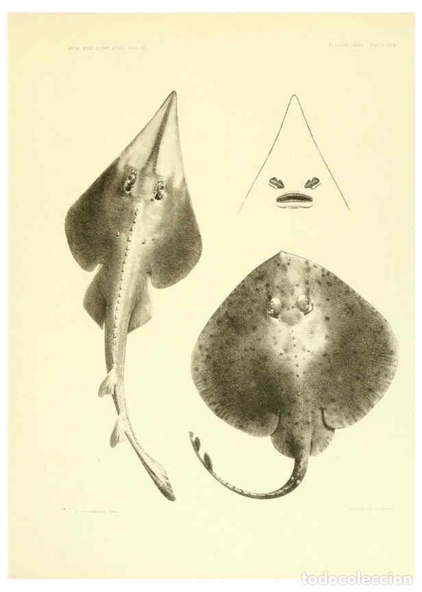 Coleccionismo de Revistas y Peri&oacute;dicos: Reproducci&oacute;n/Reproduction 6001803784: The Plagiostomia : Sharks, skates, and rays Cambridge, U.S.A.