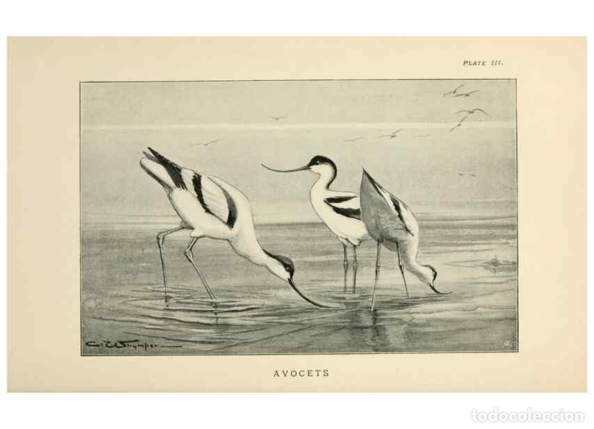 Collection Magazines and Newspapers: Reproducci&oacute;n/Reproduction 6949910560: Lost and vanishing birds;. London,J. Macqueen,1898. - Dixon, C