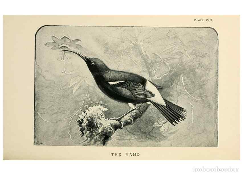 Sammeln von Zeitschriften und Zeitungen: Reproducci&oacute;n/Reproduction 6949913212: Lost and vanishing birds;. London,J. Macqueen,1898. - Dixon, C