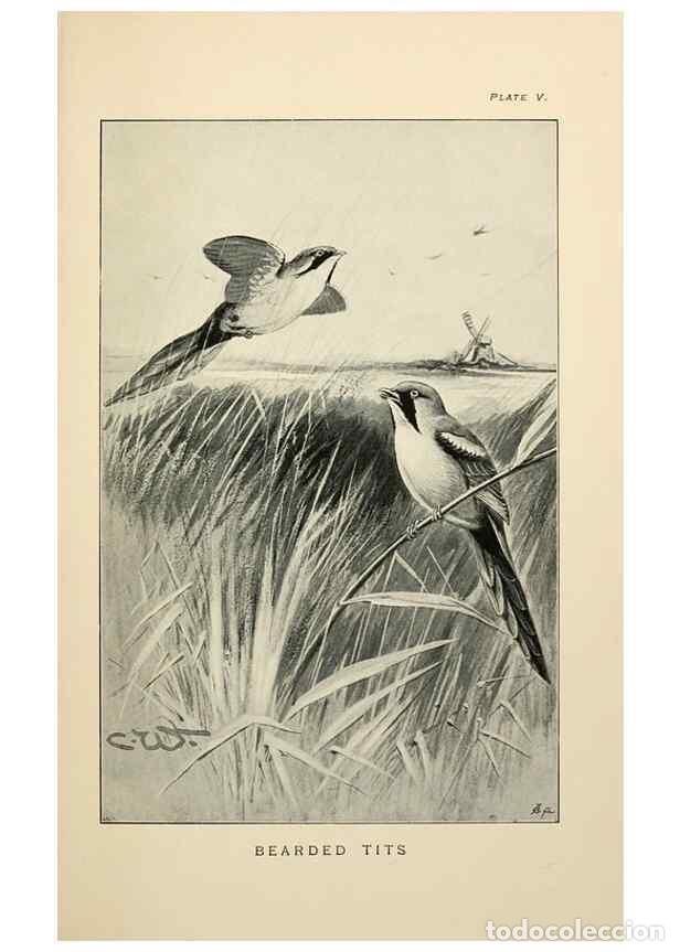 Collection Magazines and Newspapers: Reproducci&oacute;n/Reproduction 7095983077: Lost and vanishing birds;. London,J. Macqueen,1898. - Dixon, C