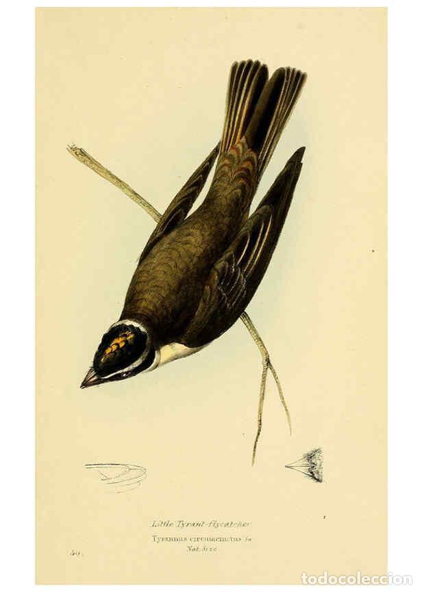 Sammeln von Zeitschriften und Zeitungen: Reproducci&oacute;n/Reproduction 5977227331: A selection of the birds of Brazil and Mexico : the drawings L