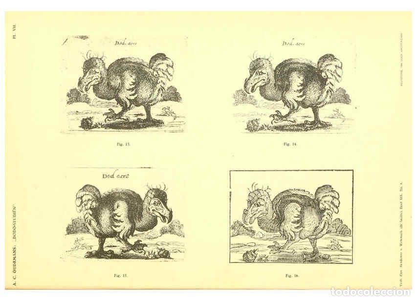 Sammeln von Zeitschriften und Zeitungen: Reproducci&oacute;n/Reproduction 5975286134: Dodo-studi&euml;n Amsterdam,J. M&uuml;ller,1917 - Anthonie Cornelis Oude