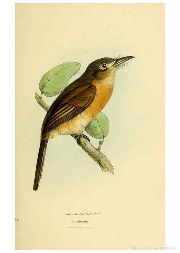 Sammeln von Zeitschriften und Zeitungen: Reproducci&oacute;n/Reproduction 5977218395: A selection of the birds of Brazil and Mexico : the drawings L