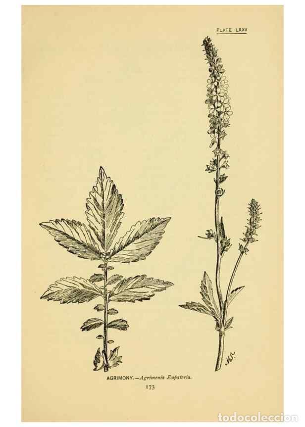 Sammeln von Zeitschriften und Zeitungen: Reproducci&oacute;n/Reproduction 7248345716: How to know the wild flowers :. New York :Scribner's,1893. - P