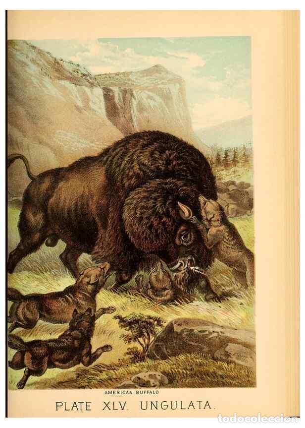 Sammeln von Zeitschriften und Zeitungen: Reproducci&oacute;n/Reproduction 7268676114: Johnson's household book of nature,. New York,H.J.Johnson,[188