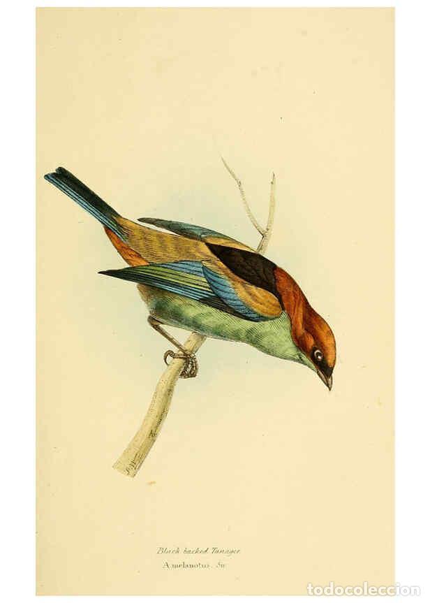 Sammeln von Zeitschriften und Zeitungen: Reproducci&oacute;n/Reproduction 5977780708: A selection of the birds of Brazil and Mexico : the drawings L