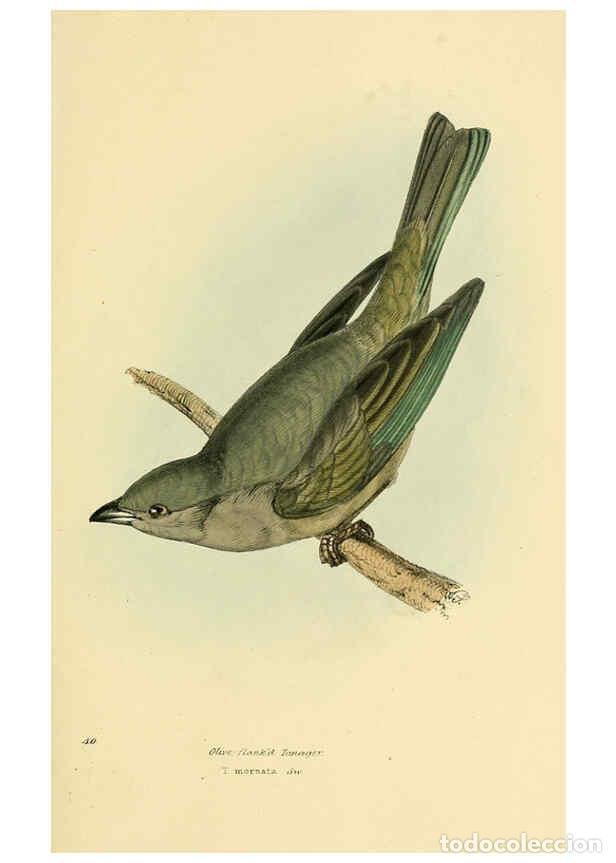 Sammeln von Zeitschriften und Zeitungen: Reproducci&oacute;n/Reproduction 5977222897: A selection of the birds of Brazil and Mexico : the drawings L