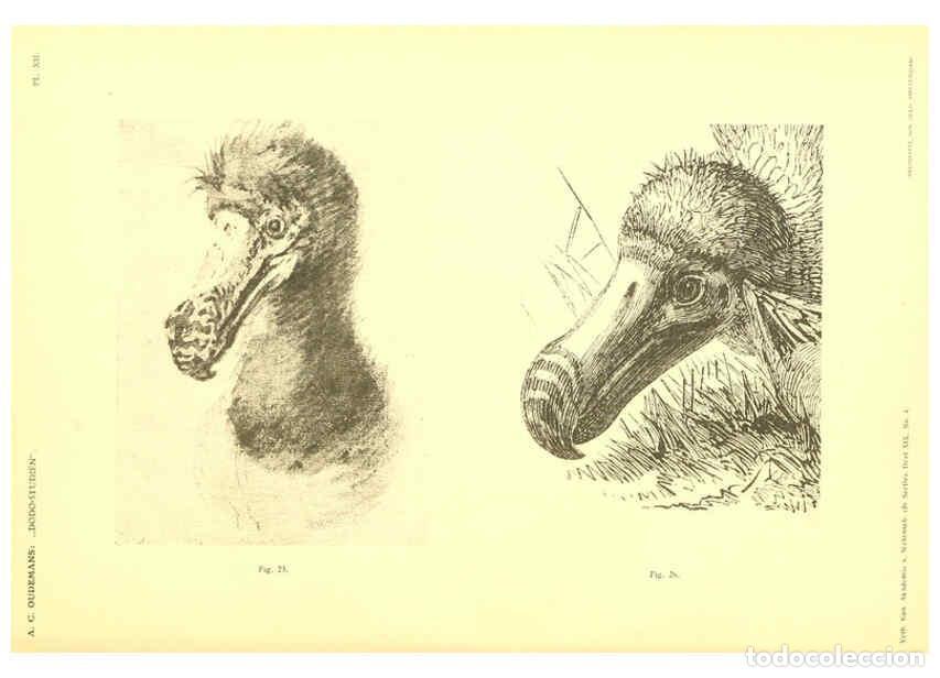 Sammeln von Zeitschriften und Zeitungen: Reproducci&oacute;n/Reproduction 5975287676: Dodo-studi&euml;n Amsterdam,J. M&uuml;ller,1917 - Anthonie Cornelis Oude