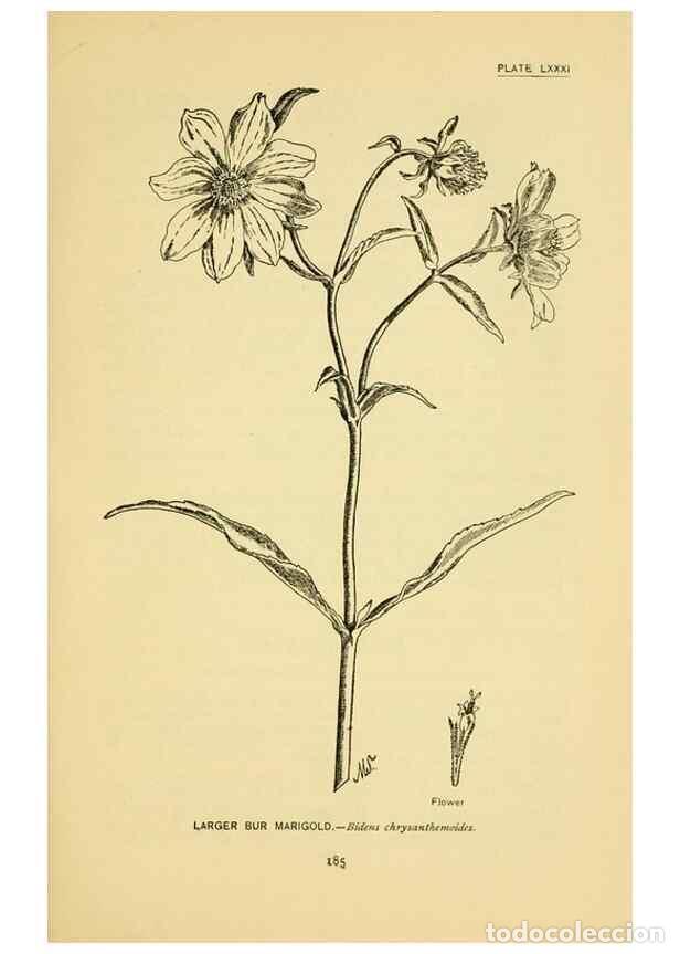 Sammeln von Zeitschriften und Zeitungen: Reproducci&oacute;n/Reproduction 7248348852: How to know the wild flowers :. New York :Scribner's,1893. - P