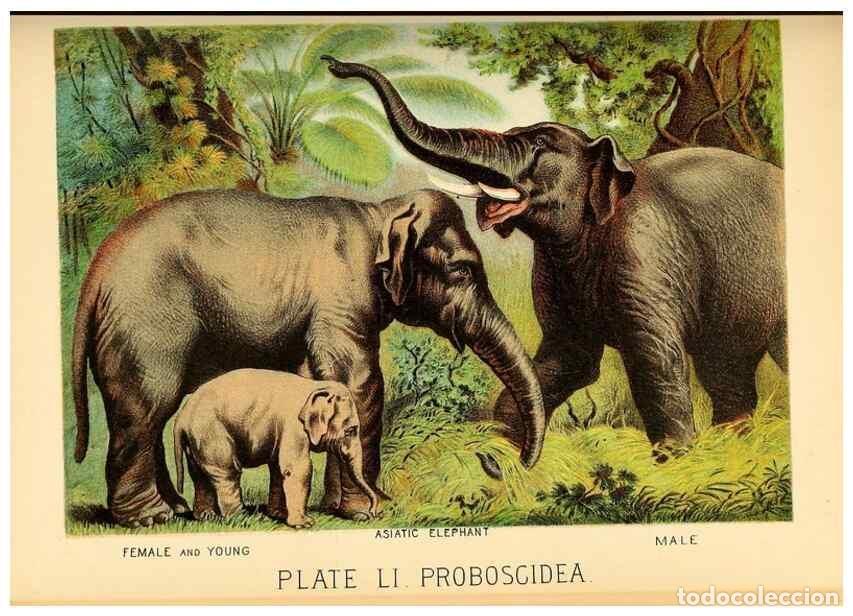 Sammeln von Zeitschriften und Zeitungen: Reproducci&oacute;n/Reproduction 7268683898: Johnson's household book of nature,. New York,H.J.Johnson,[188