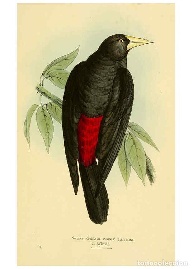 Sammeln von Zeitschriften und Zeitungen: Reproducci&oacute;n/Reproduction 5977212091: A selection of the birds of Brazil and Mexico : the drawings L