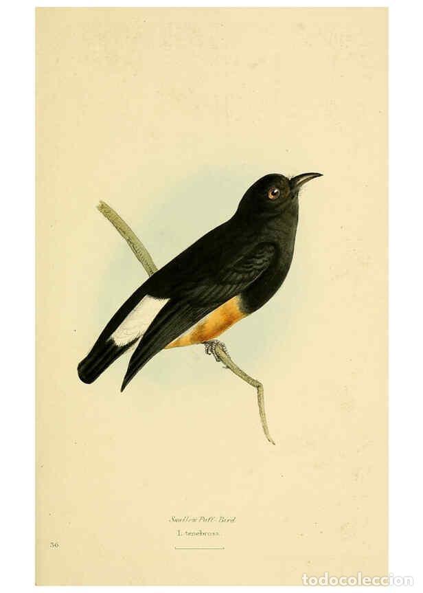 Sammeln von Zeitschriften und Zeitungen: Reproducci&oacute;n/Reproduction 5977785206: A selection of the birds of Brazil and Mexico : the drawings L