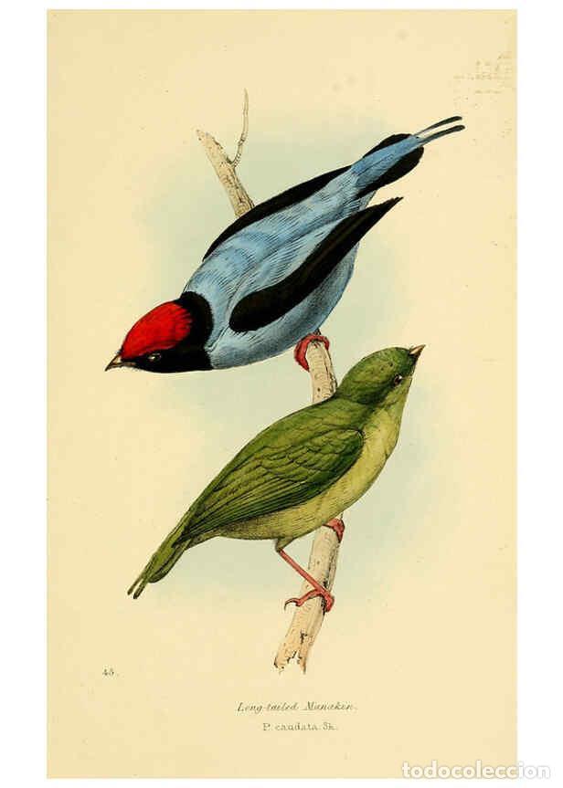 Sammeln von Zeitschriften und Zeitungen: Reproducci&oacute;n/Reproduction 5977226381: A selection of the birds of Brazil and Mexico : the drawings L