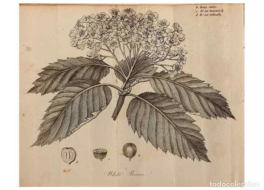 Sammeln von Zeitschriften und Zeitungen: Reproducci&oacute;n/Reproduction 7255579144: The woodland companion;. London,Baldwin, Cradock and Joy [etc.