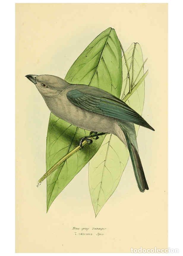 Sammeln von Zeitschriften und Zeitungen: Reproducci&oacute;n/Reproduction 5977223075: A selection of the birds of Brazil and Mexico : the drawings L