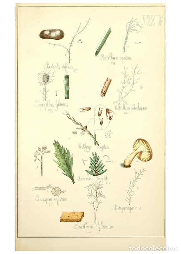 Sammeln von Zeitschriften und Zeitungen: Reproducci&oacute;n/Reproduction 5975250506: Histoire naturelle des champignons comestibles et v&eacute;n&eacute;neux Par