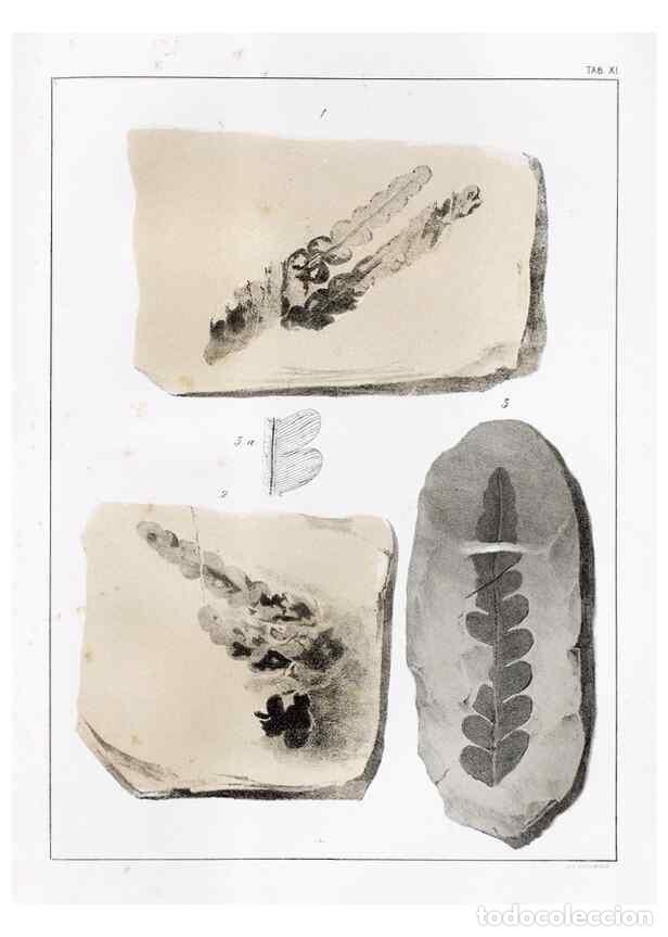 Sammeln von Zeitschriften und Zeitungen: Reproducci&oacute;n/Reproduction 7294200846: Flora fossilis formationis oolithicae =. Padova :Tip. del Semi