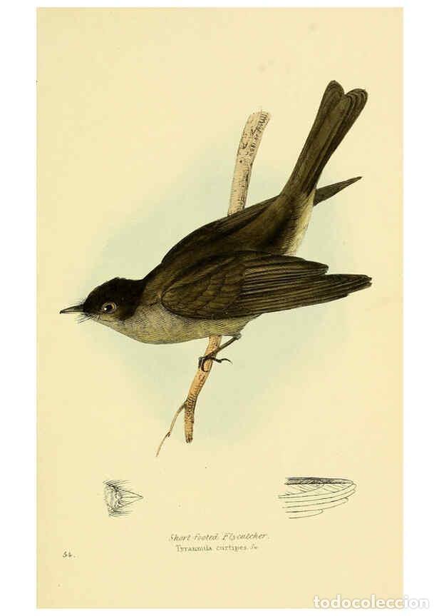 Sammeln von Zeitschriften und Zeitungen: Reproducci&oacute;n/Reproduction 5977228119: A selection of the birds of Brazil and Mexico : the drawings L