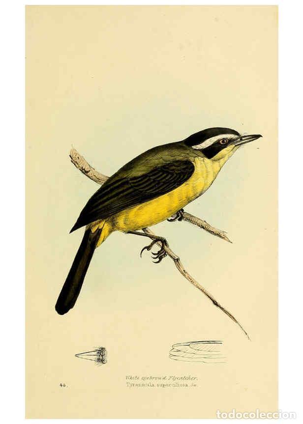 Sammeln von Zeitschriften und Zeitungen: Reproducci&oacute;n/Reproduction 5977226615: A selection of the birds of Brazil and Mexico : the drawings L