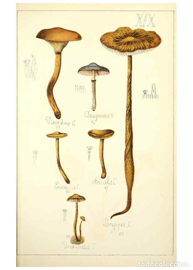 Sammeln von Zeitschriften und Zeitungen: Reproducci&oacute;n/Reproduction 5974668401: Histoire naturelle des champignons comestibles et v&eacute;n&eacute;neux Par