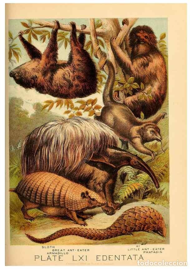 Sammeln von Zeitschriften und Zeitungen: Reproducci&oacute;n/Reproduction 7268704776: Johnson's household book of nature,. New York,H.J.Johnson,[188