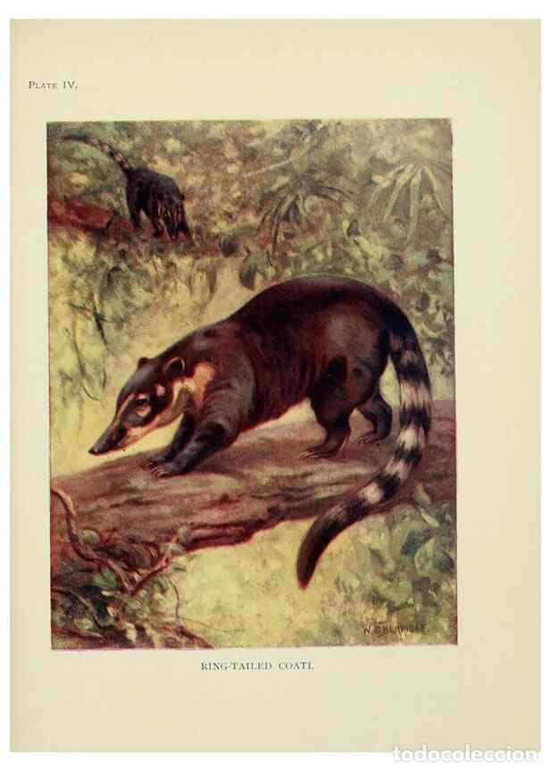 Sammeln von Zeitschriften und Zeitungen: Reproducci&oacute;n/Reproduction 7335337568: The book of the animal kingdom.. London,J. M. Dent & sons, ltd