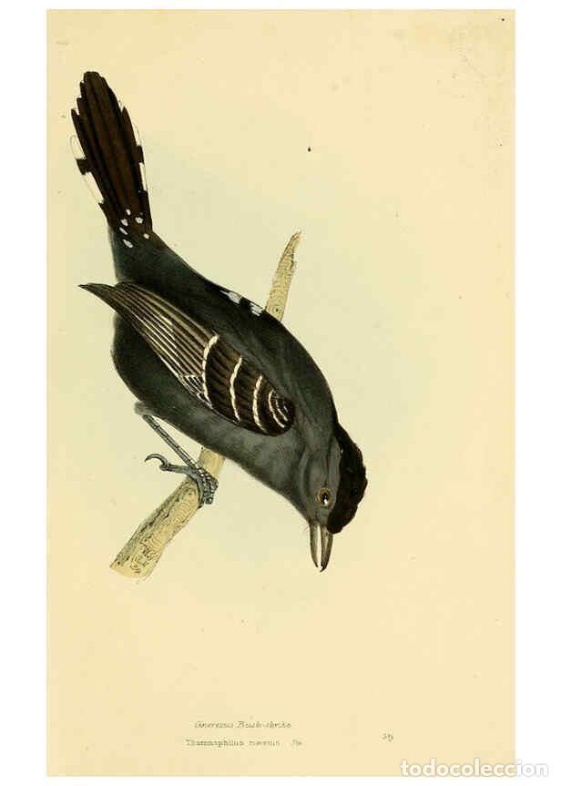 Sammeln von Zeitschriften und Zeitungen: Reproducci&oacute;n/Reproduction 5977229213: A selection of the birds of Brazil and Mexico : the drawings L