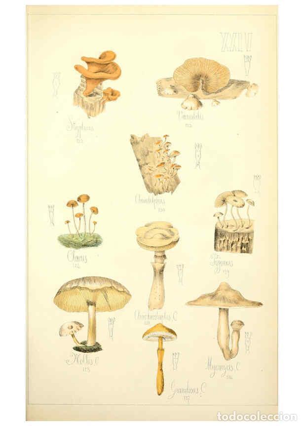 Sammeln von Zeitschriften und Zeitungen: Reproducci&oacute;n/Reproduction 5974670291: Histoire naturelle des champignons comestibles et v&eacute;n&eacute;neux Par