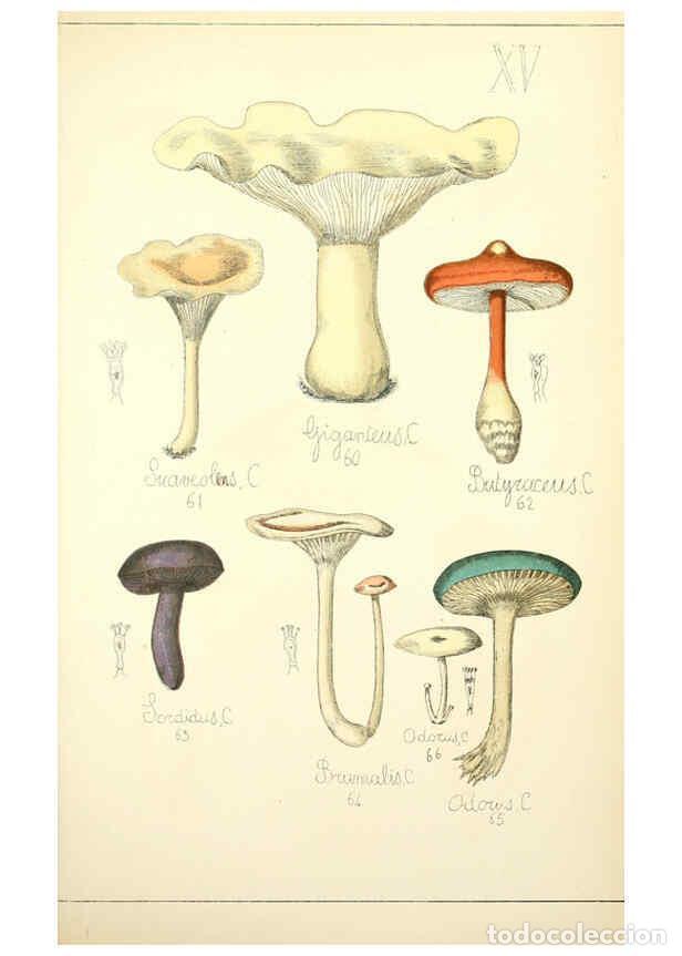 Sammeln von Zeitschriften und Zeitungen: Reproducci&oacute;n/Reproduction 5975226402: Histoire naturelle des champignons comestibles et v&eacute;n&eacute;neux Par